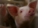 pigs