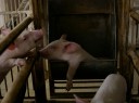 pigs